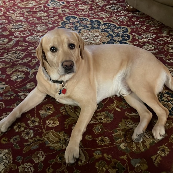 Fresh Fab Finds Pet Dog Bed Soft Warm Fleece in Pink, Size M/L, New - Picture 5 of 6